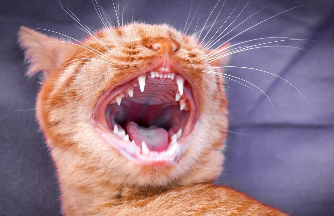 Clean cats teeth at home naturally - voozon.com