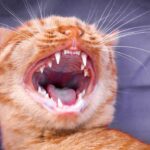 Clean cats teeth at home naturally - voozon.com