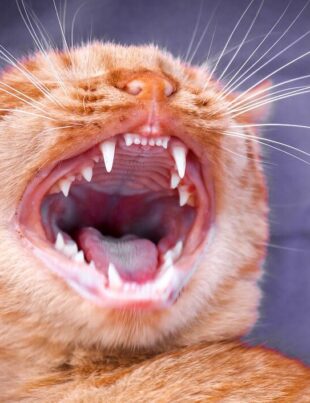 Clean cats teeth at home naturally - voozon.com