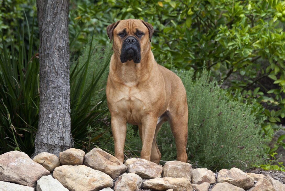 bullmastiff - voozon.com