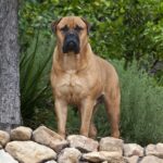 bullmastiff - voozon.com