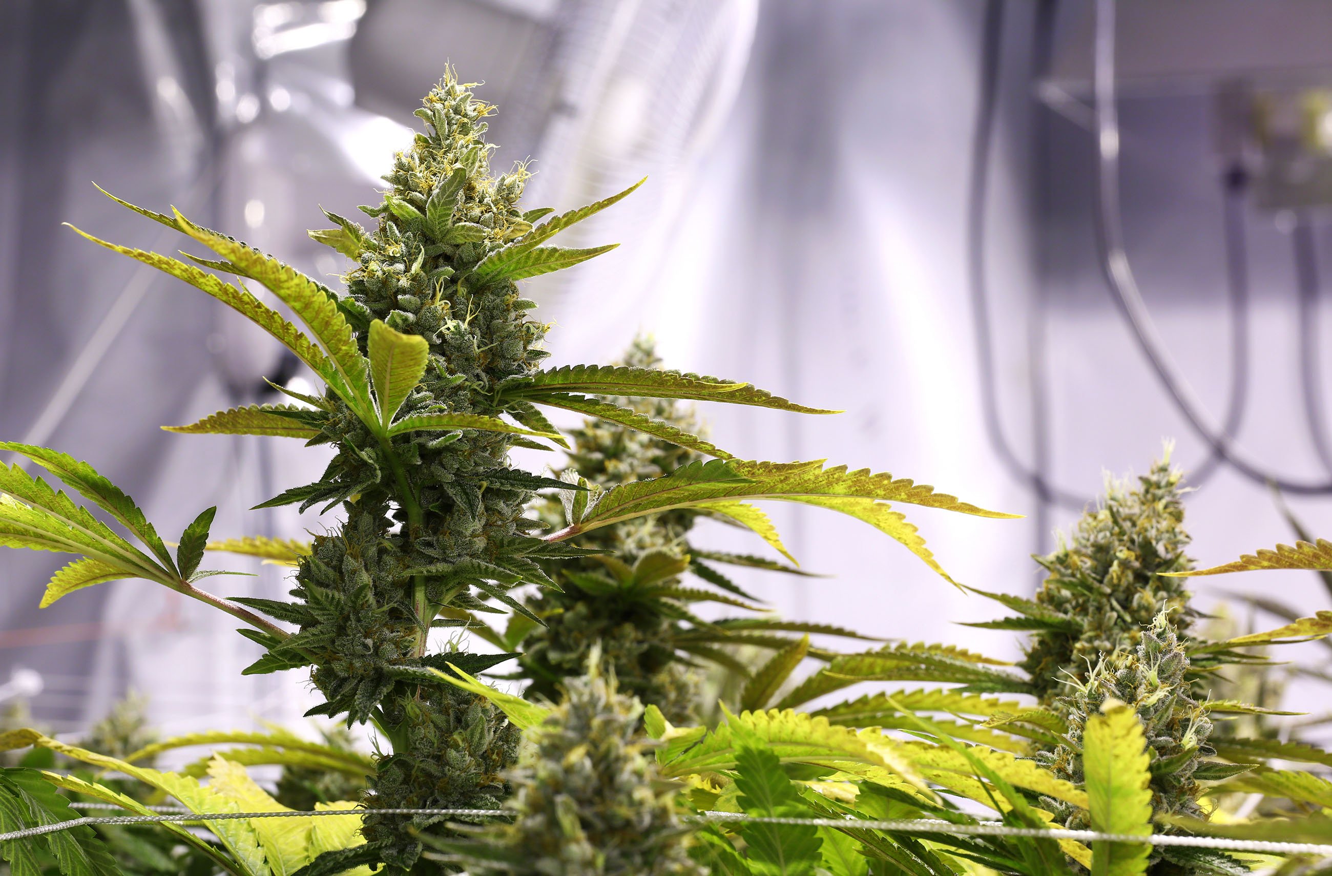 what is the difference between indoor and outdoor cannabis seeds cannabis indoors