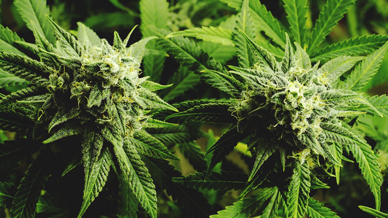 CBG 101: What is CBG Flower and What Does it Do?