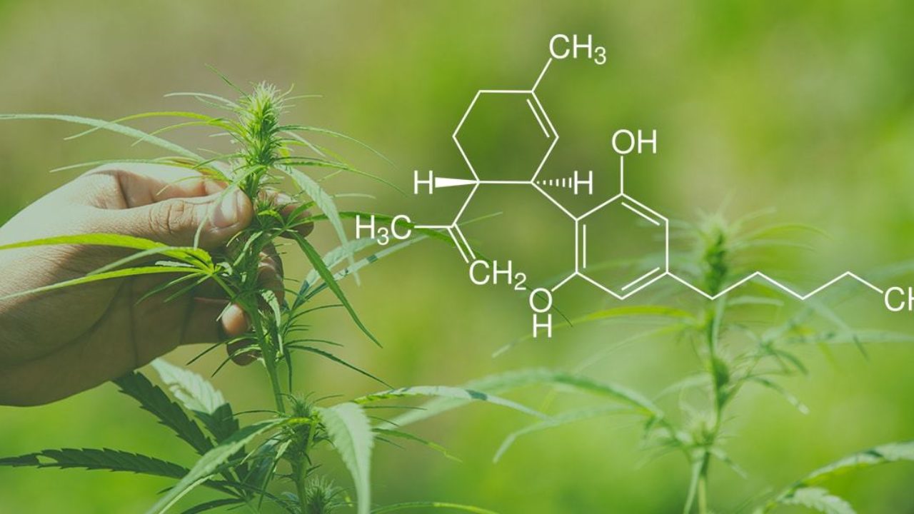 The Perfect Combo? All About CBD Isolate with Terpenes