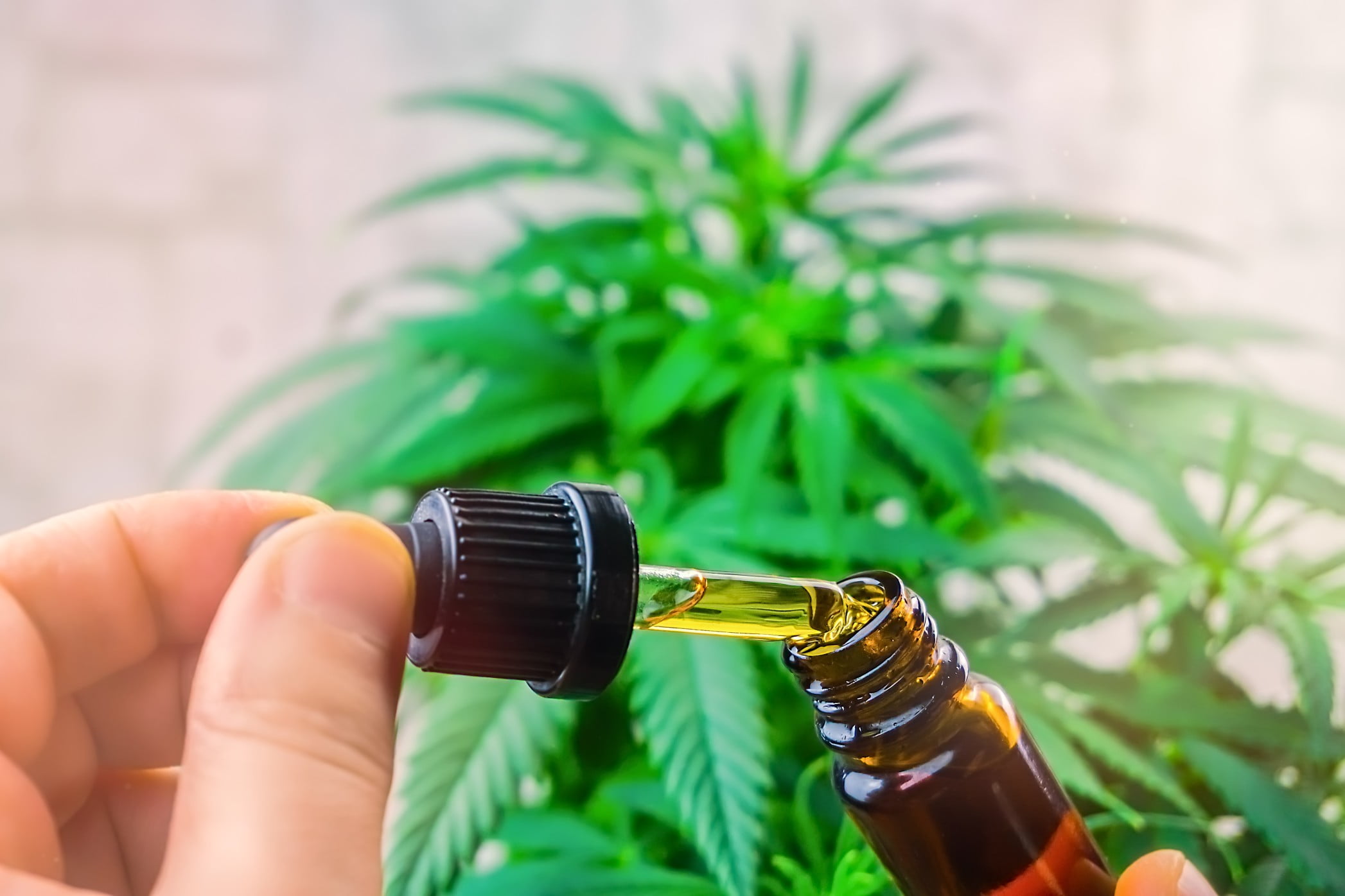 CBD Pre Rolls Vs. Oil: Which Is The Better Option? 