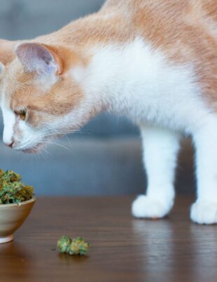 pets cbd cannabis - voozon.com