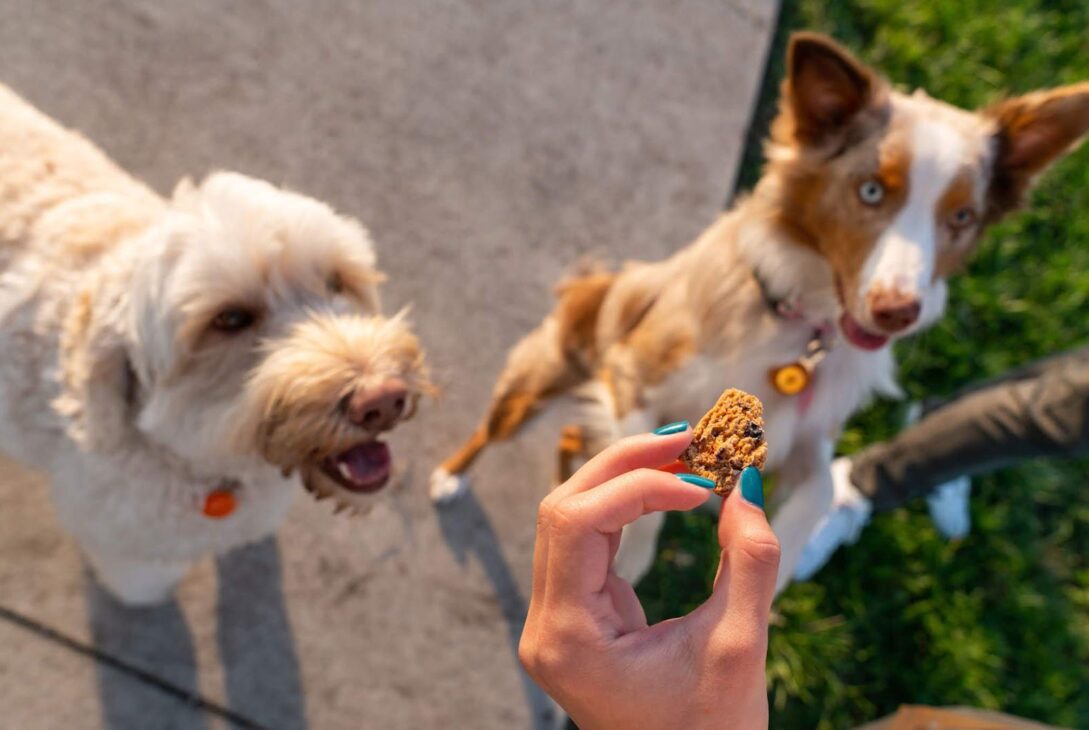 dogs cbd treats - voozon.com