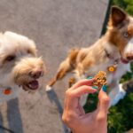 dogs cbd treats - voozon.com