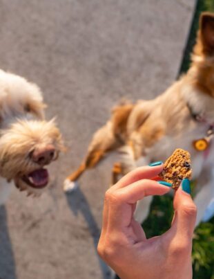 dogs cbd treats - voozon.com