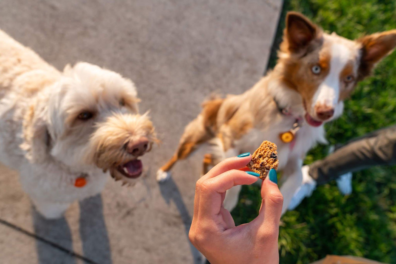 CBD Dog Health: What Is It and What Does It Do?