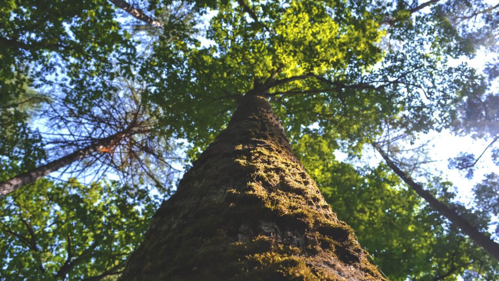 Do You Need Permission to Remove a Tree?