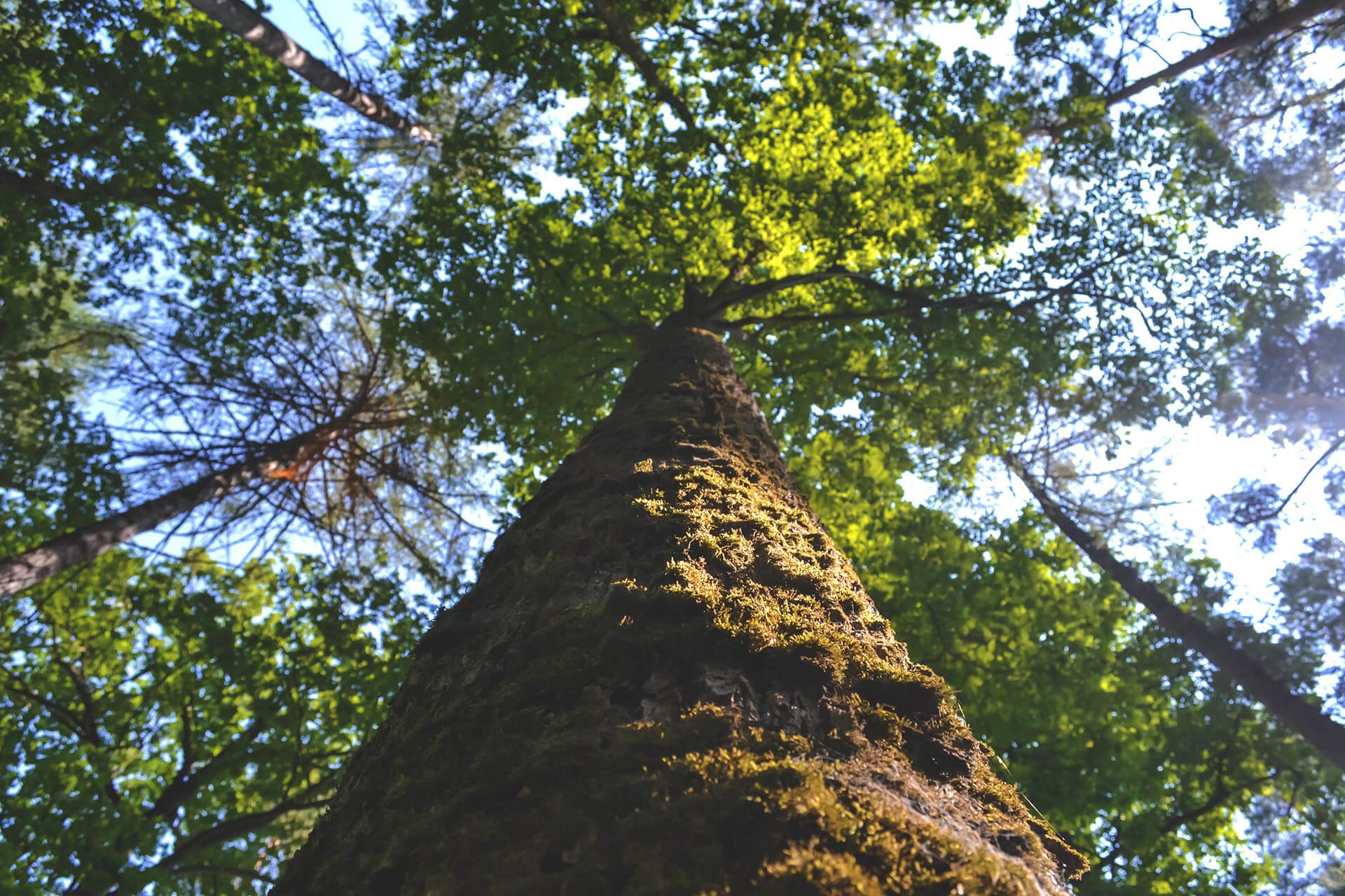 Do You Need Permission to Remove a Tree?