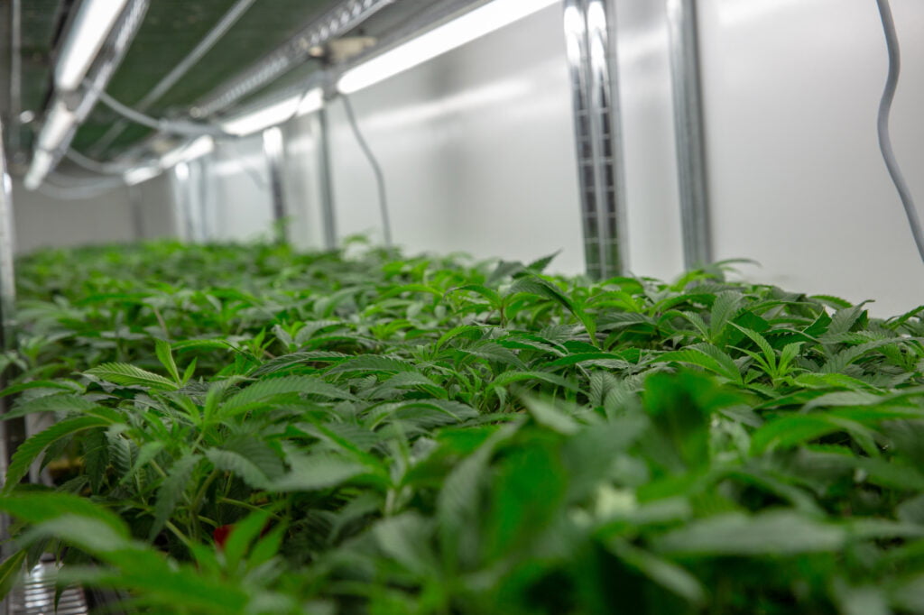 A Quick Guide For Sea Of Green Method For Cannabis Growers 1 A Quick Guide For Sea Of Green Method For Cannabis Growers