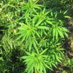 The Ultimate Guide to CBD Wholesale Suppliers