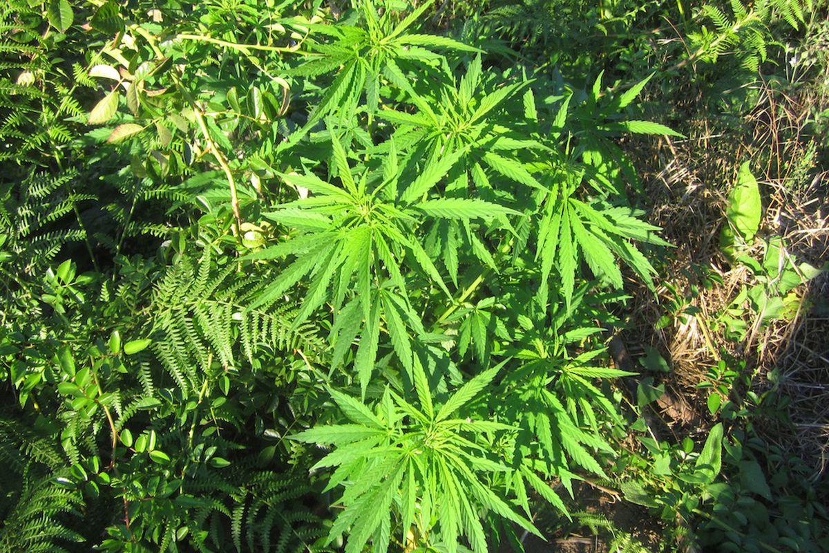 The striking benefits of marijuana