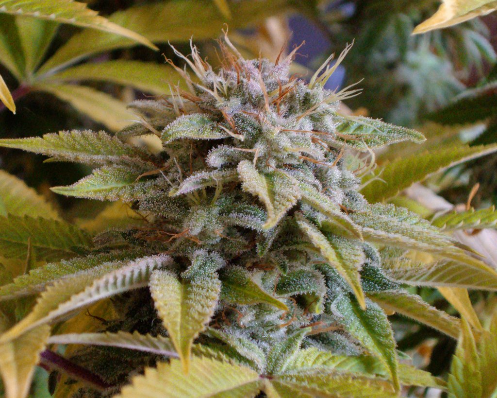 Mango Kush feminized seeds