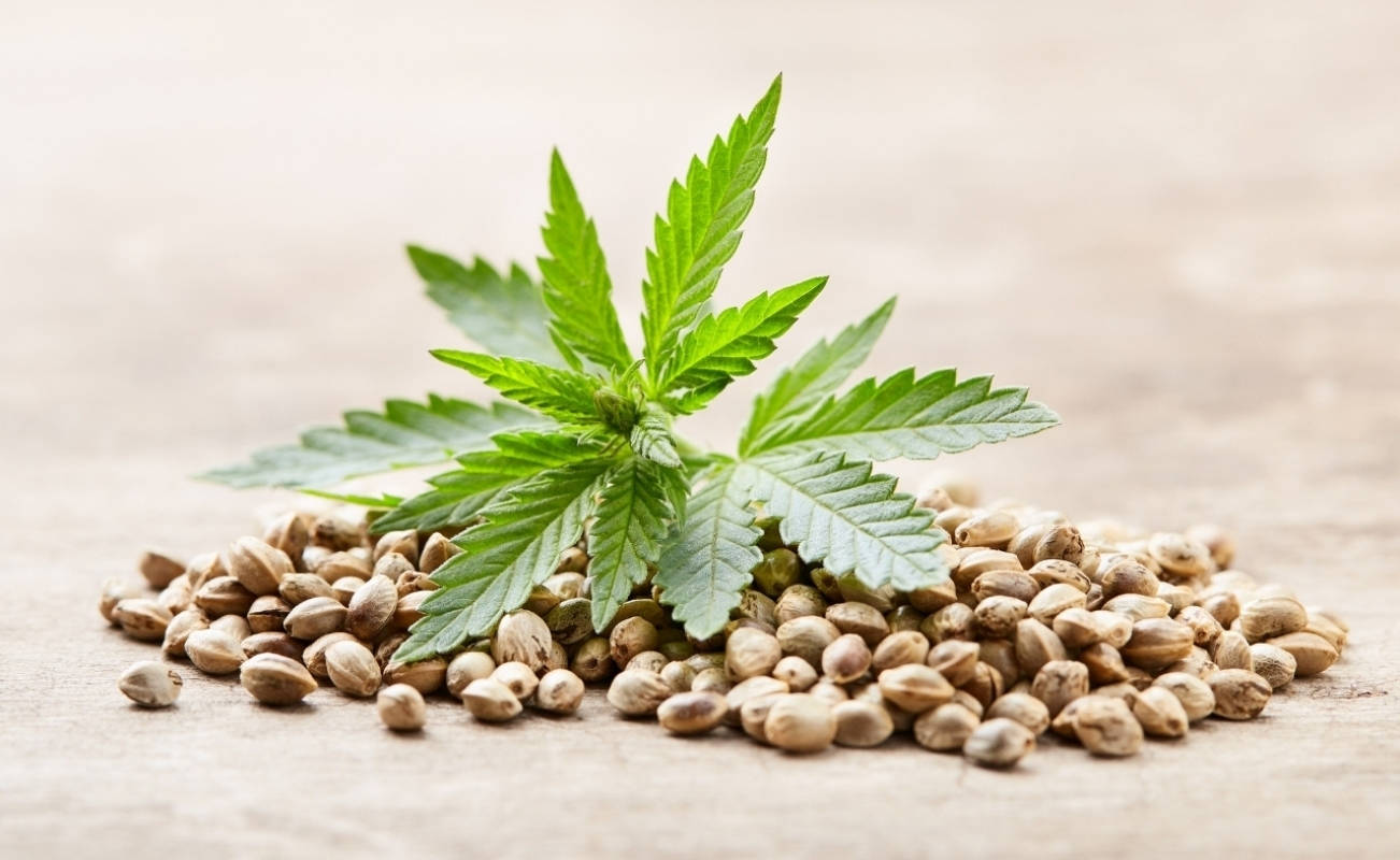 WHAT ARE FEMINIZED CANNABIS SEEDS?