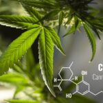 What does the research work say about CBD usage for sports?