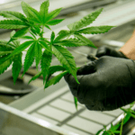 Online CBD Shopping: Common Mistakes and How to Avoid Them