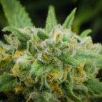 Green Crack Strain - voozon.com