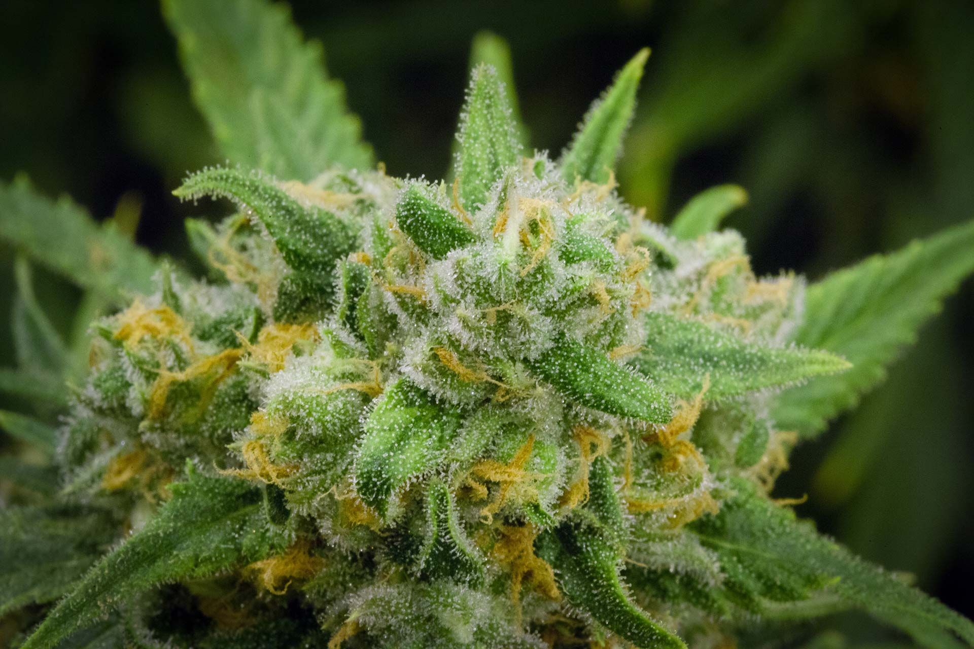 Green Crack feminized seeds