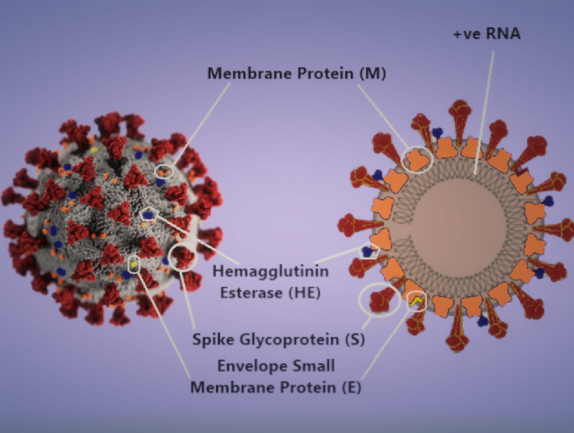 Difference Based on Disease Presentation