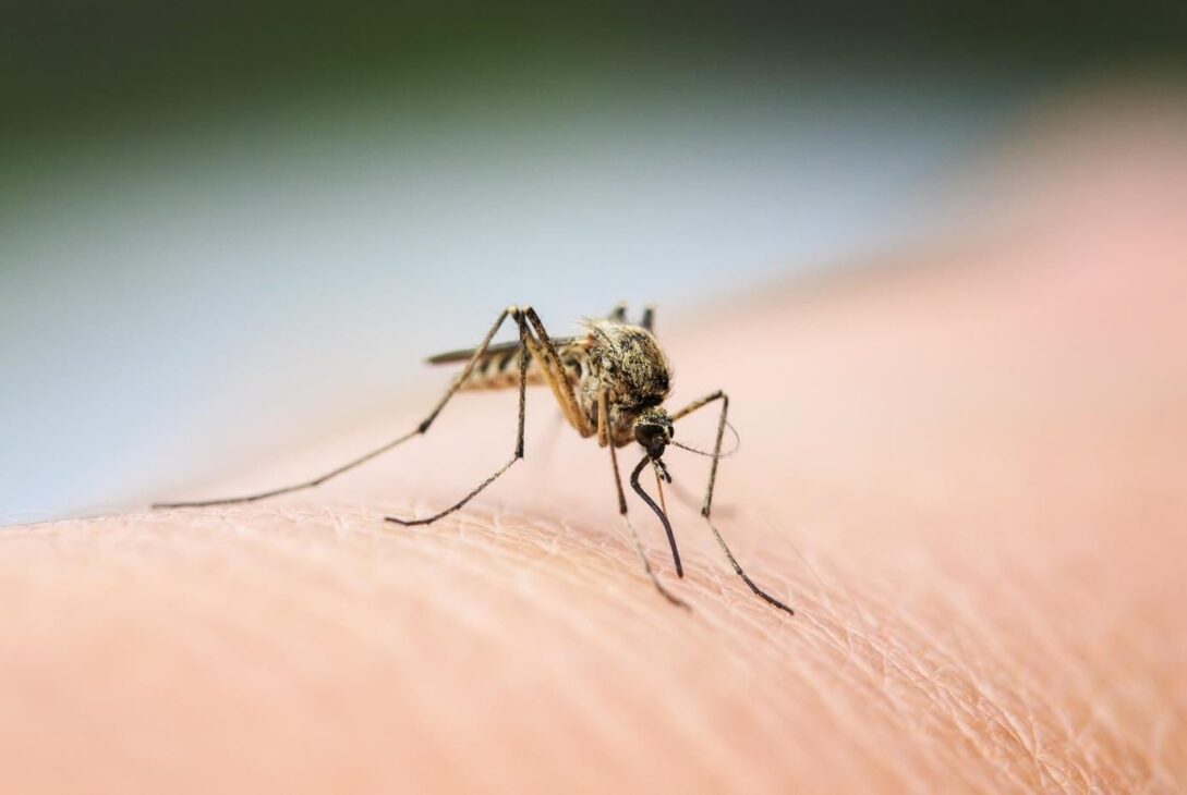 How To Repel Mosquitoes From Entering Your House - voozon.com