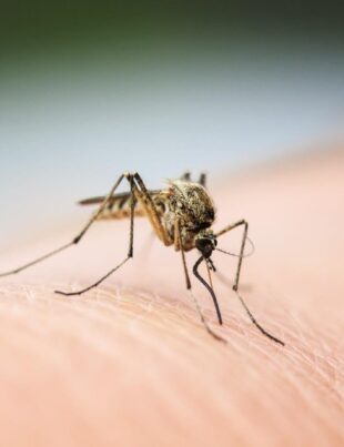 How To Repel Mosquitoes From Entering Your House - voozon.com