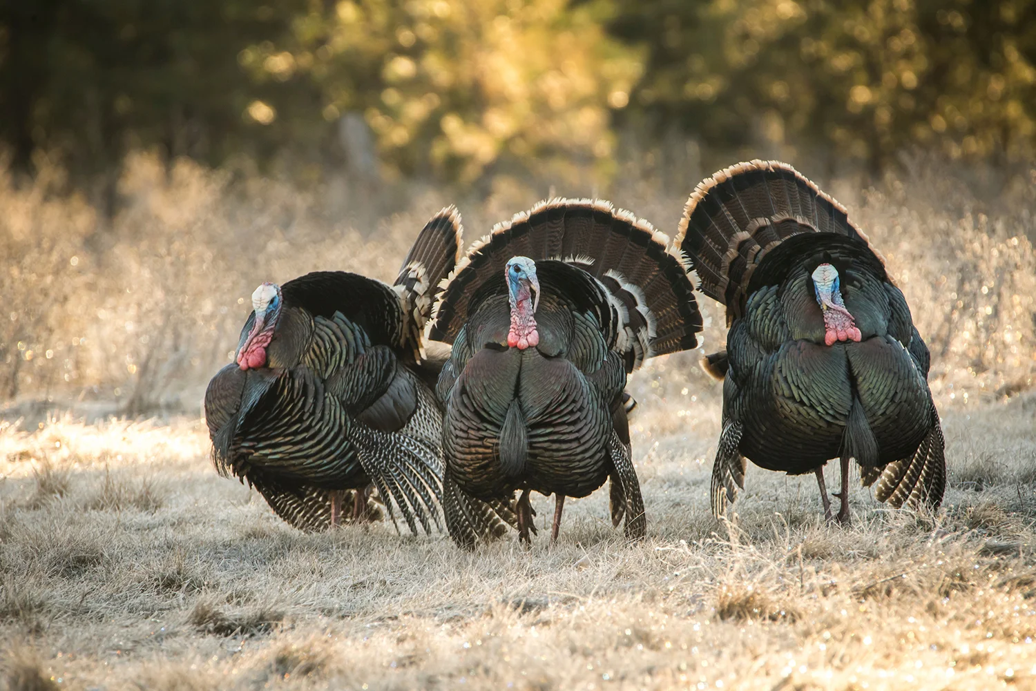 The Beginner's Bird-Bagging Guide: What You Need To Know To Hunt Turkey
