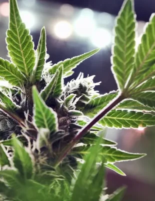DEA Bosses Insist That CBD Derived Delta 8 THC Is a No Go - voozon.com