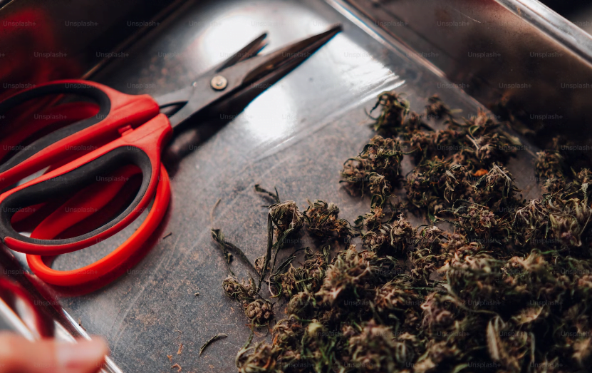 Seven Things to Know About Marijuana Card Renewal in Pennsylvania