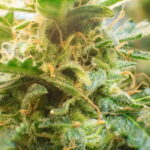 Have a Heart - voozon.com