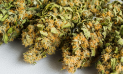 What Beginners Should Know Before Exploring THCA Flower Online