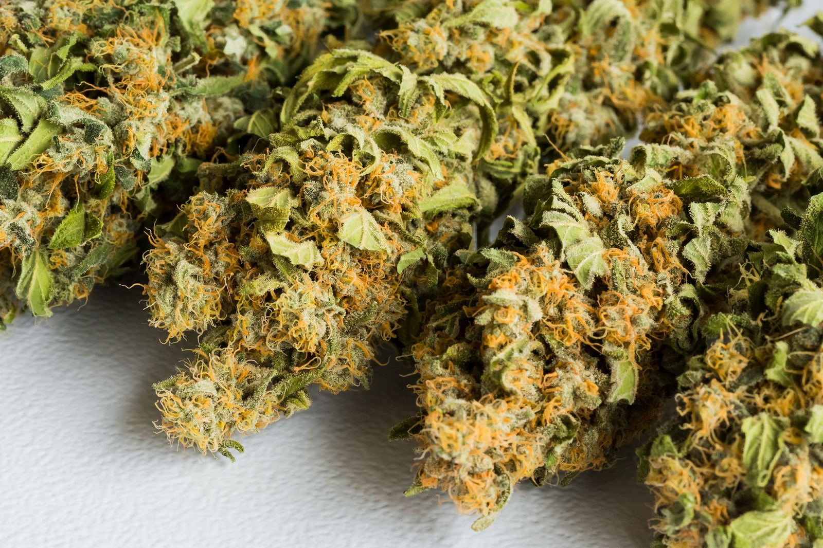 What Beginners Should Know Before Exploring THCA Flower Online