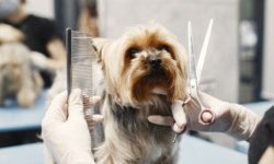 The Art of Styling: How Groomers Bring Out the Best in Every Dog
