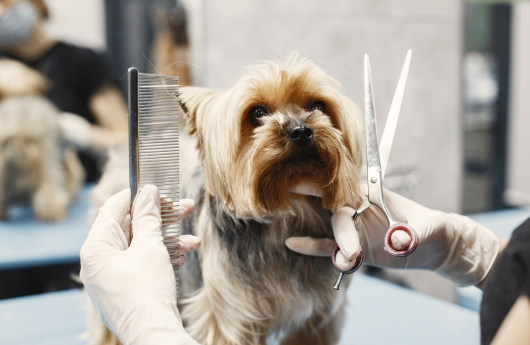 The Art of Styling: How Groomers Bring Out the Best in Every Dog