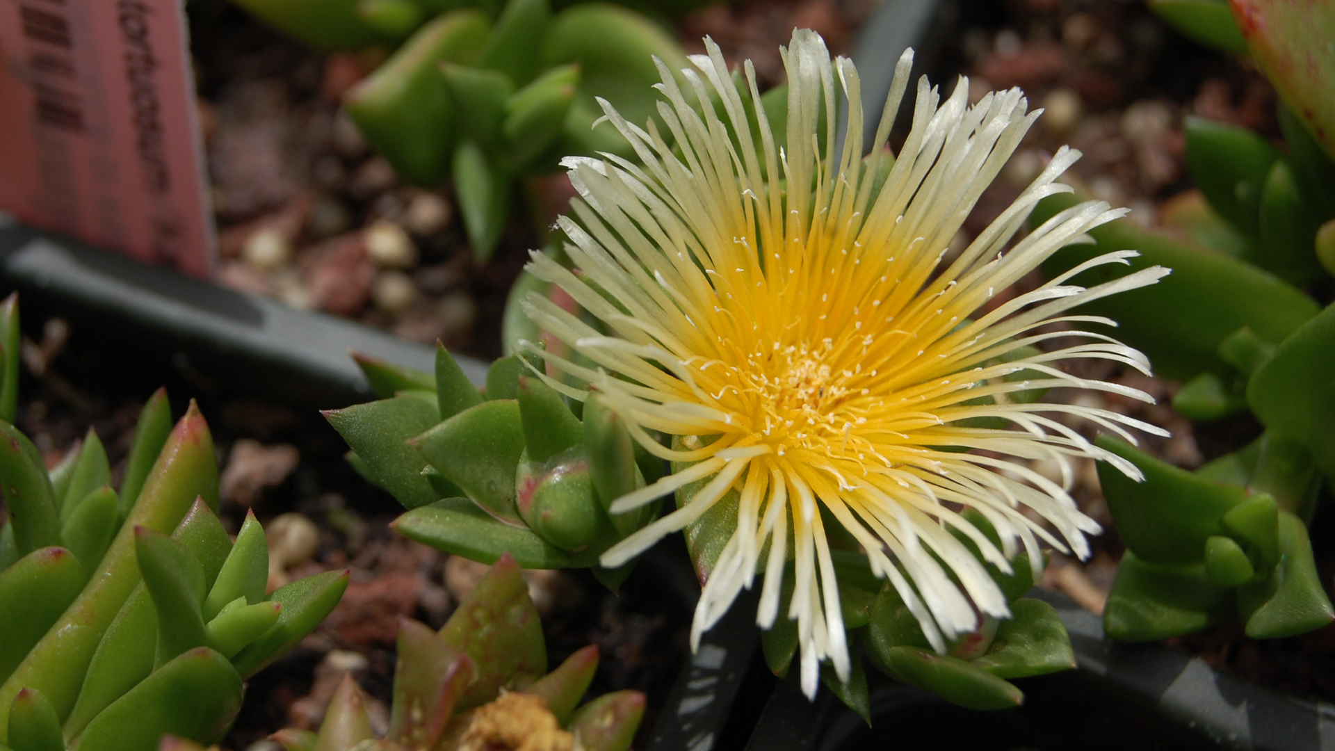 The 10 Best Kanna (Sceletium tortuosum) Vendors of 2026