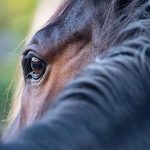 A Guide to Woodbine Racetrack’s Biggest Races in September 2026 image